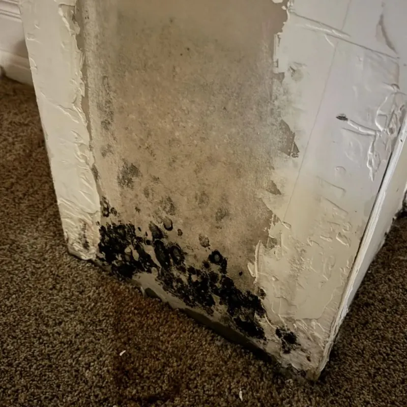 Professional Mold Removal in Montgomery County, NC